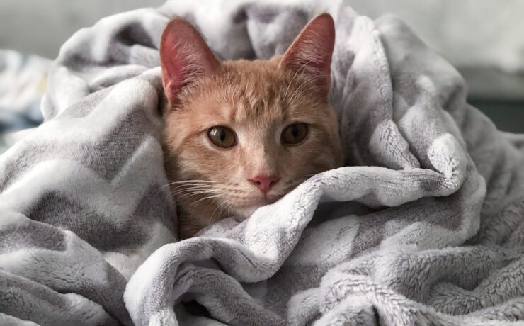 Orange Tabby Cat sulla coperta grigia