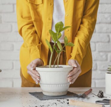 plant, house, taking care