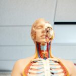 figura di anatomia umana sotto il soffitto di legno bianco