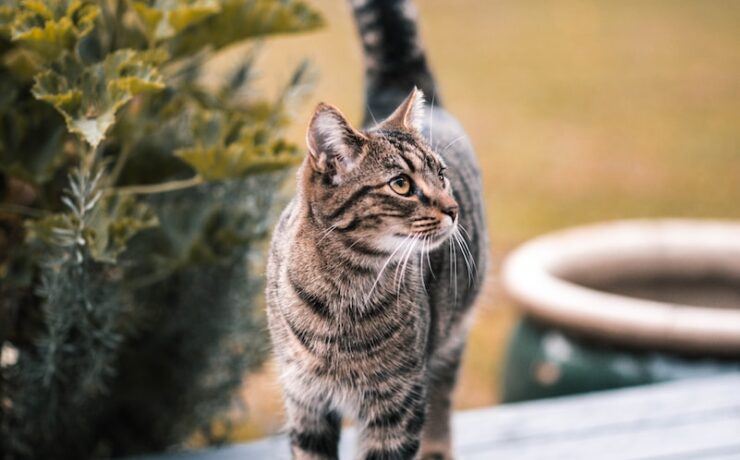 gatto soriano marrone sul tavolo