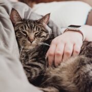 persona che tiene il gatto soriano grigio mentre giaceva sul letto