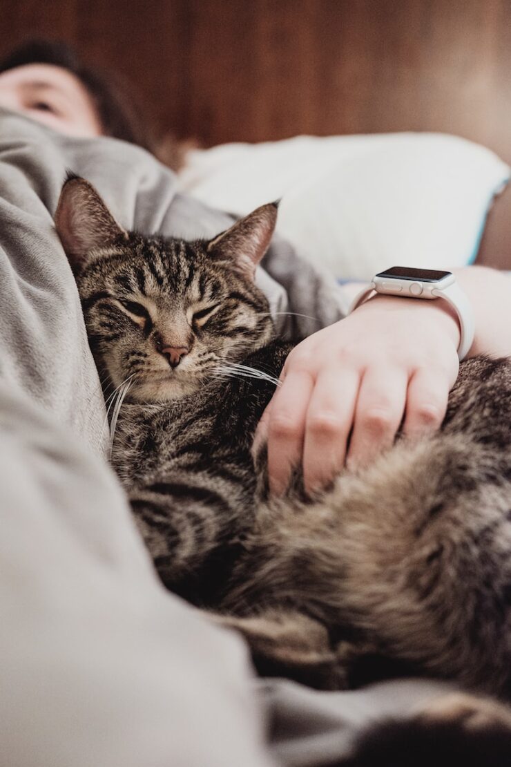 persona che tiene il gatto soriano grigio mentre giaceva sul letto