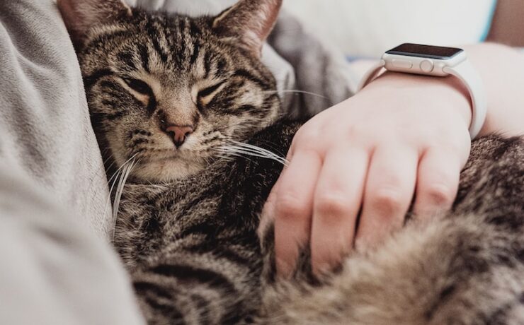 persona che tiene il gatto soriano grigio mentre giaceva sul letto