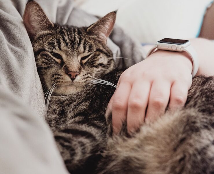 persona che tiene il gatto soriano grigio mentre giaceva sul letto