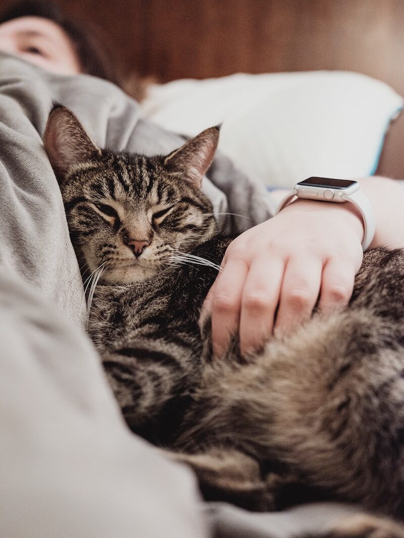 persona che tiene il gatto soriano grigio mentre giaceva sul letto