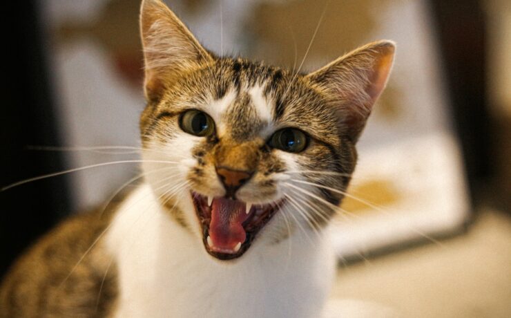 gatto bianco e marrone con la bocca aperta