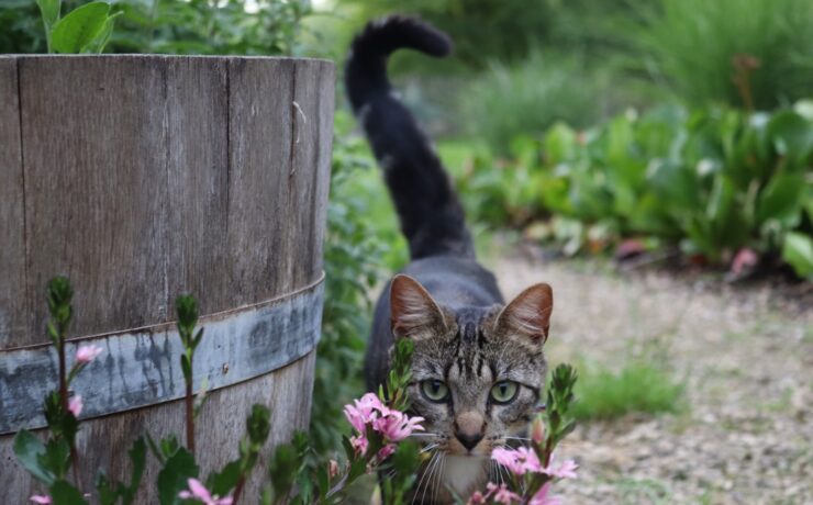 gatto soriano marrone su botte di legno marrone