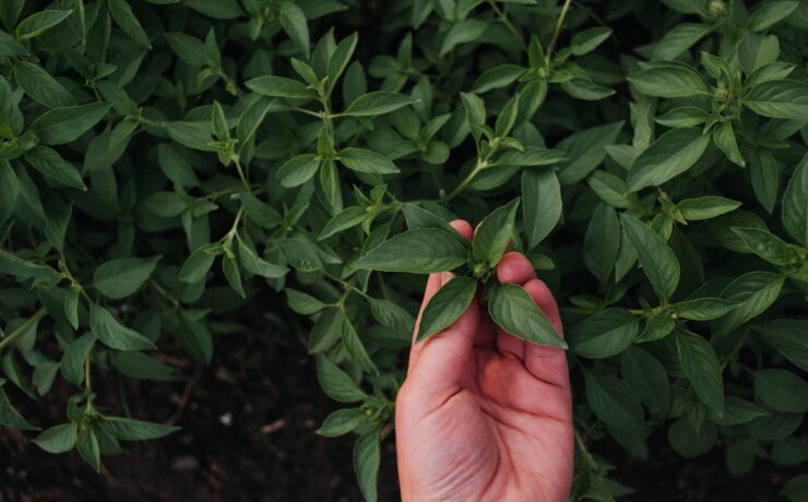 person holding green leaves during daytime basil