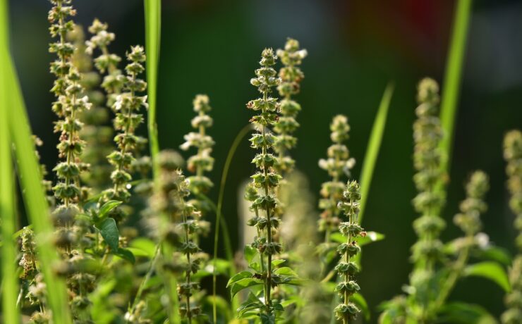 basil, seeds, herb, flower