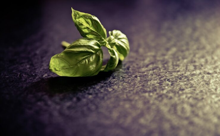 basil, seasoning, plant, leaf