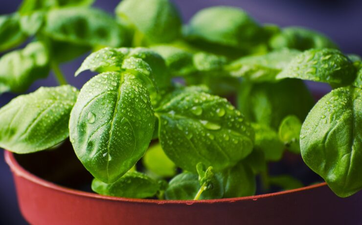 basil, herbs, food, plant