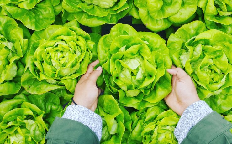 cavolo insalata verdura spesa mani