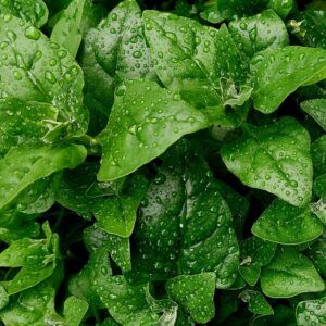 foglie, spinaci, verdure