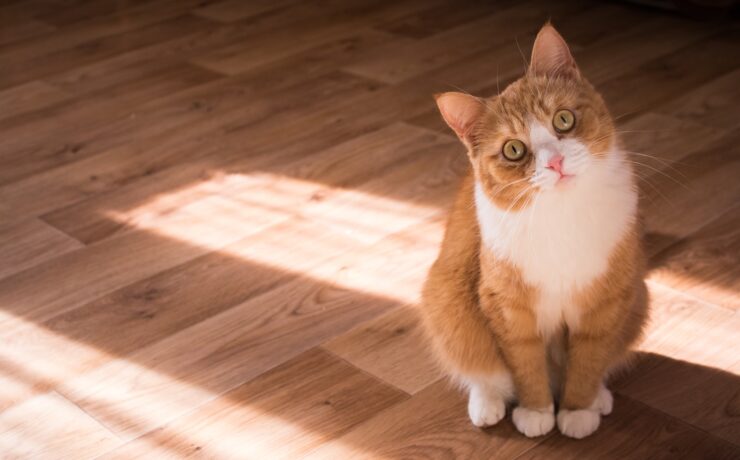 gatto marrone e bianco a pelo corto appoggiato sul pavimento