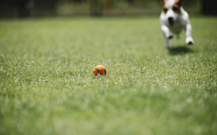 cane, giardino, esercizio, palla