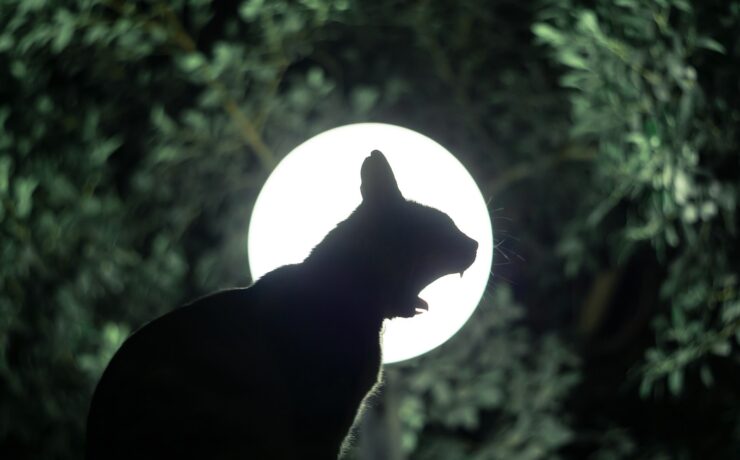 sagoma di un gatto che ulula alla luna