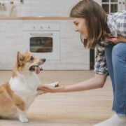 pet, dog, girl, hand, happy, home, house