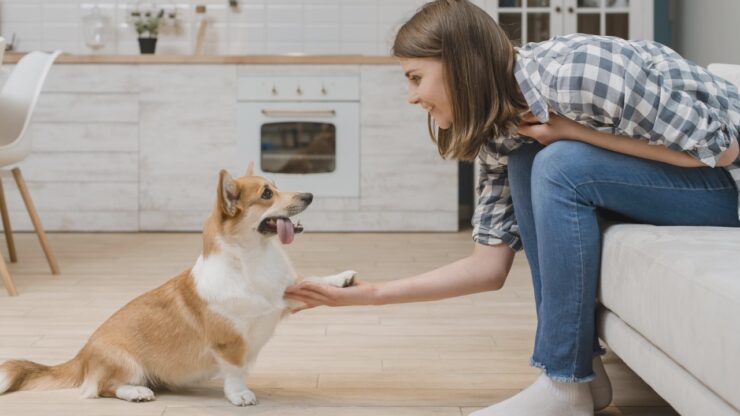 pet, dog, girl, hand, happy, home, house