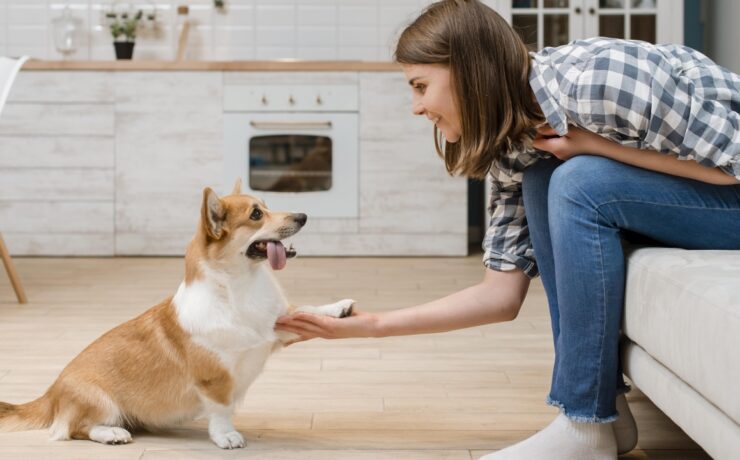 Animali domestici, cani, gatti, ragazza, donna, mano, amore, felicità, benessere