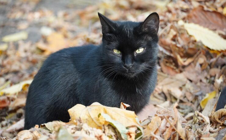 gatto nero seduto su foglie secche