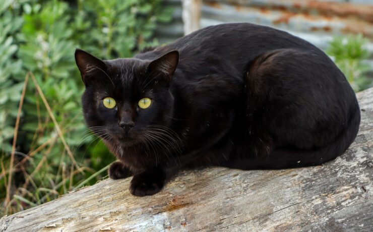 gatto nero sdraiato su un ceppo di legno