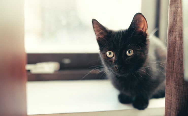 Cucciolo di gatto di Bombay