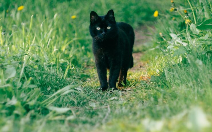 gatto nero che cammina su un sentiero erboso