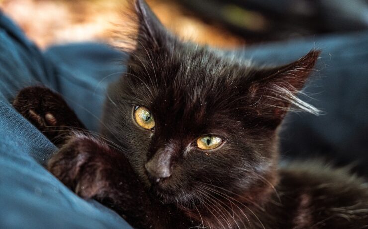 gatto nero sdraiato su tessuto blu