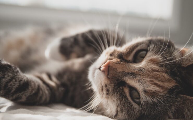 gatto soriano bianco e nero sdraiato