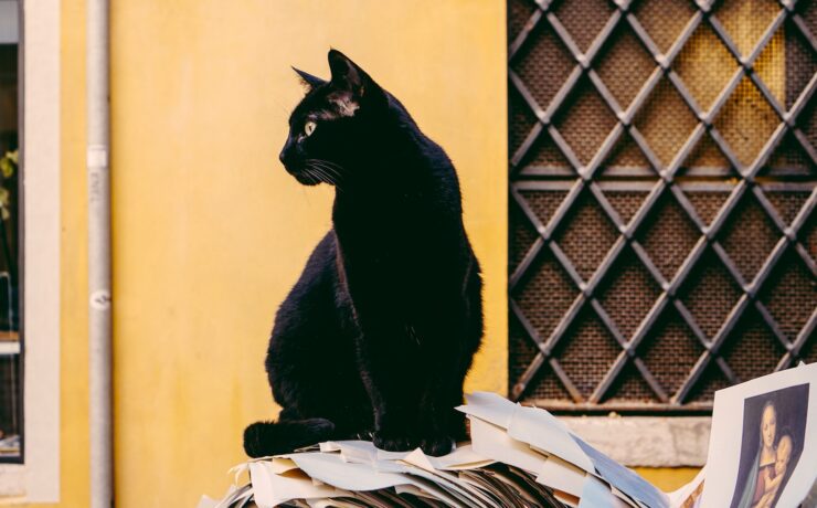 gatto nero davanti a un muro giallo