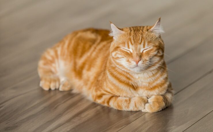 gatto arancione sdraiato e sonnecchiando su un pavimento di legno