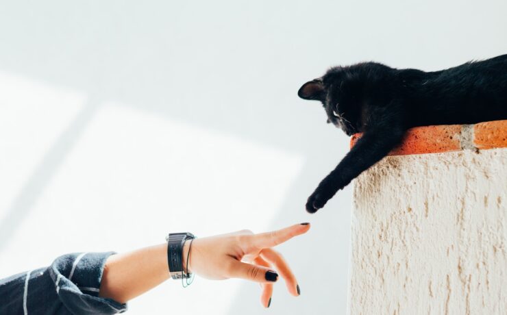 donna e un gatto nero che toccano mano e zampa