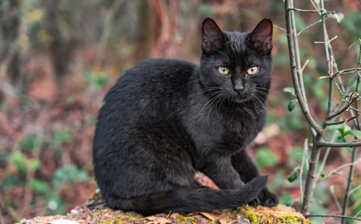 gatto nero su foglie secche