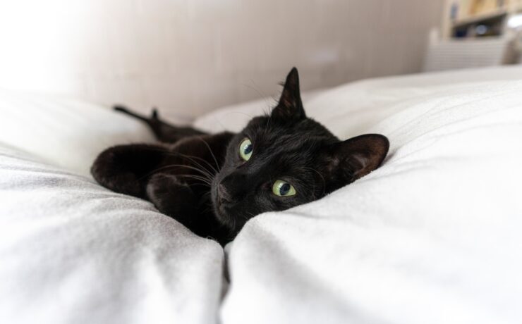 gatto nero sdraiato su un foglio bianco