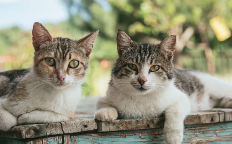 Due gatti tabby sdraiati su una superficie di legno