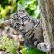 gatto grigio dietro un tronco d'albero