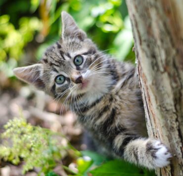 gatto grigio dietro un tronco d'albero