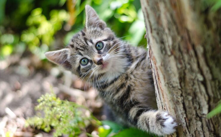 gatto grigio dietro un tronco d'albero