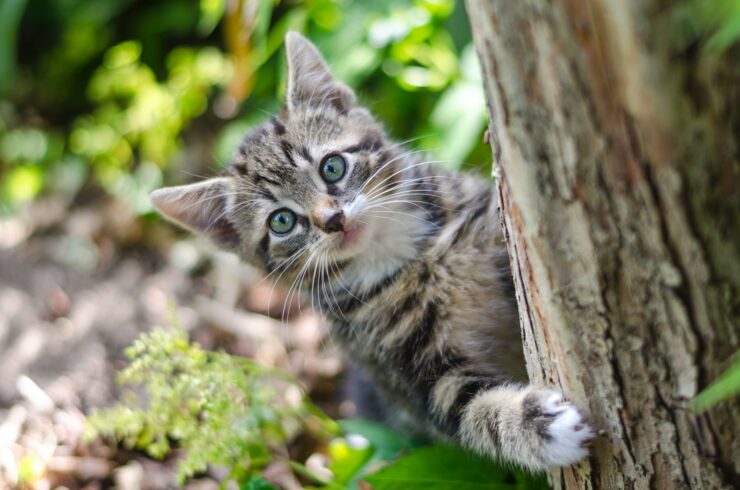 gatto grigio dietro un tronco d'albero