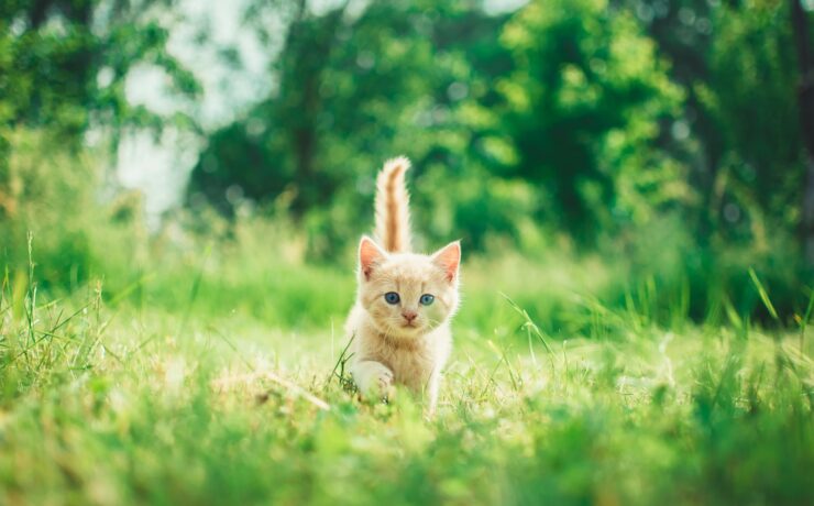 Gattino arancione in un giardino