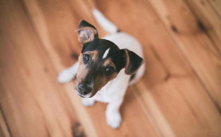 cane, bianco, casa, sguardo, amore