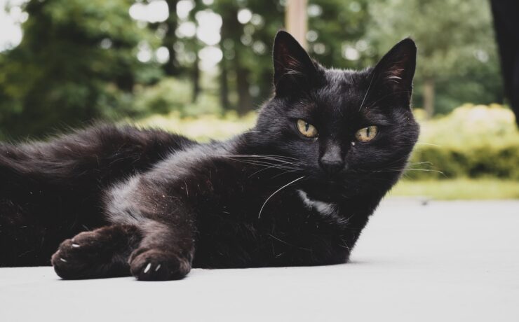 gatto nero sdraiato su un sentiero di cemento