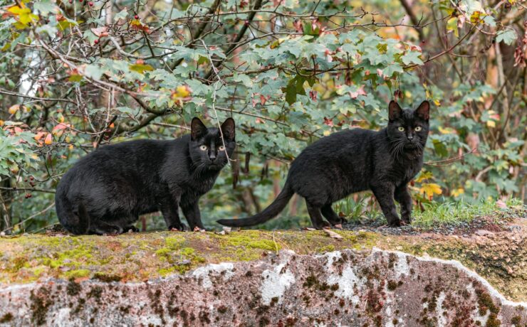 due gatti neri che camminano su una roccia