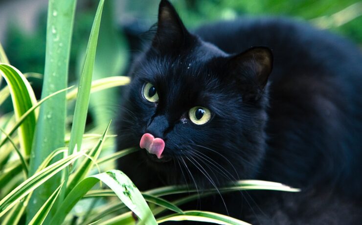 gatto nero in un giardino con la lingua fuori