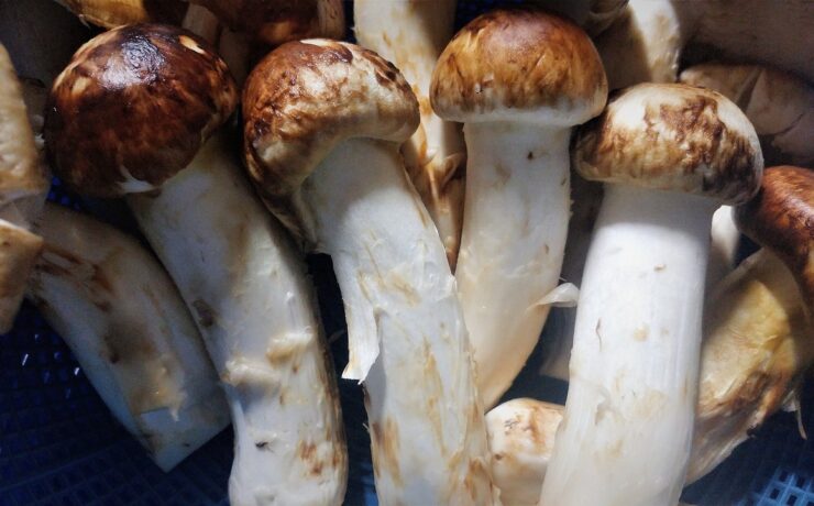 cogumelos matsutake