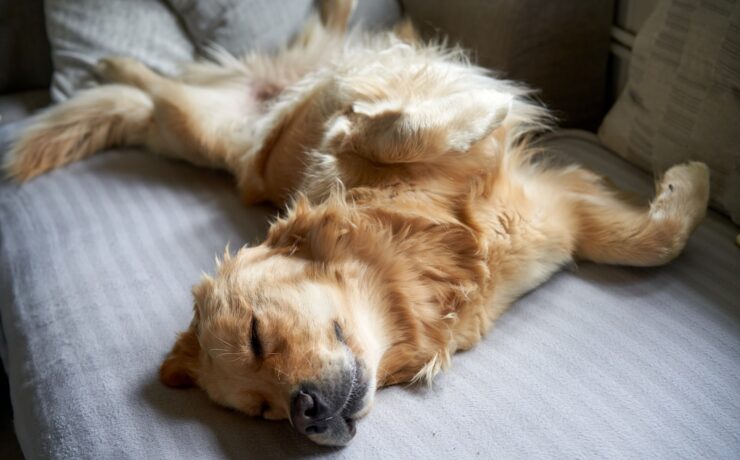 cane che dorme sul divano