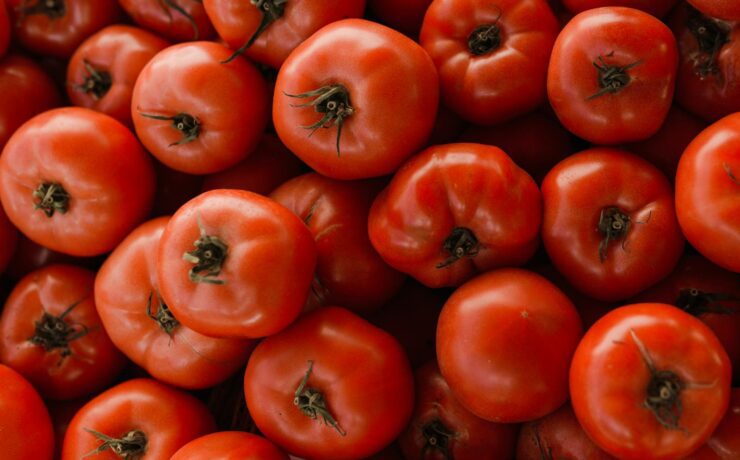 Red Tomatoes Fruits in Close Up Photography