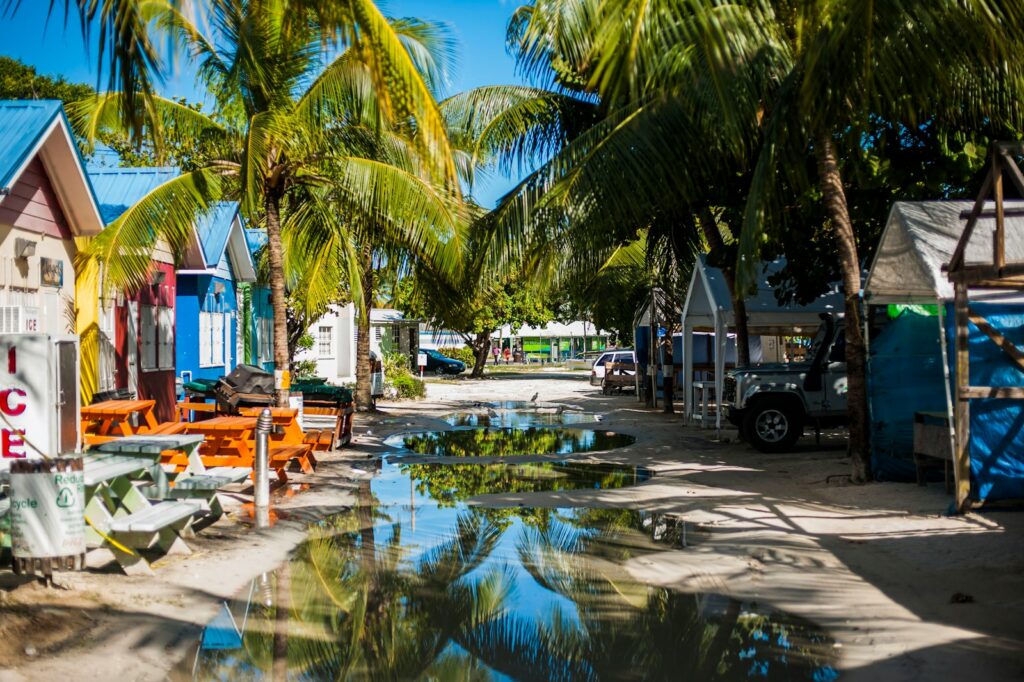 a street lined with palm trees and parked cars barbados