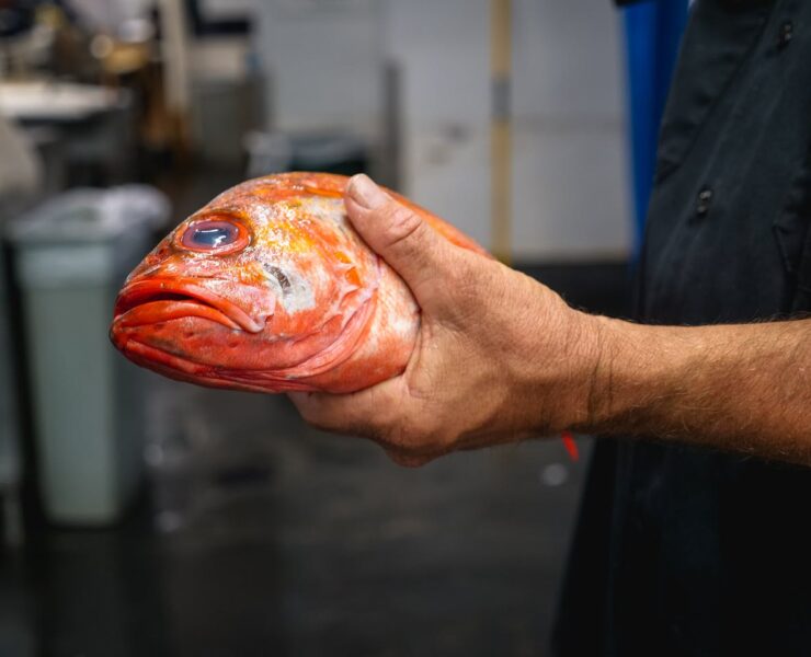 fish meat